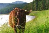 коровы нацпарка Дурмитор